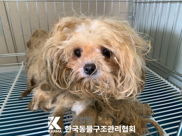 종료(입양) 말티즈…