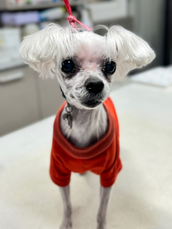 대구시수의사회(동인)_427341202500179