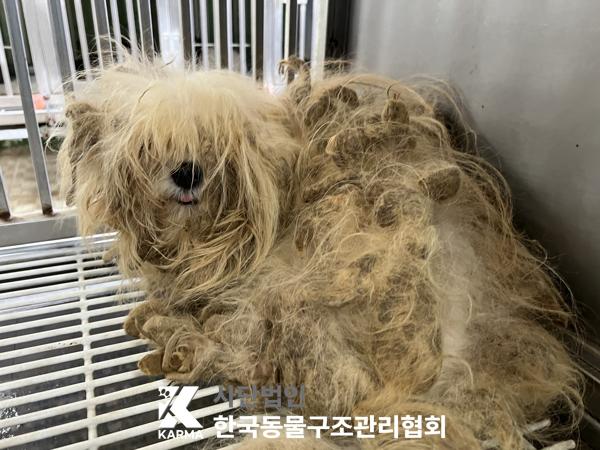 보호중 말티즈의 가…