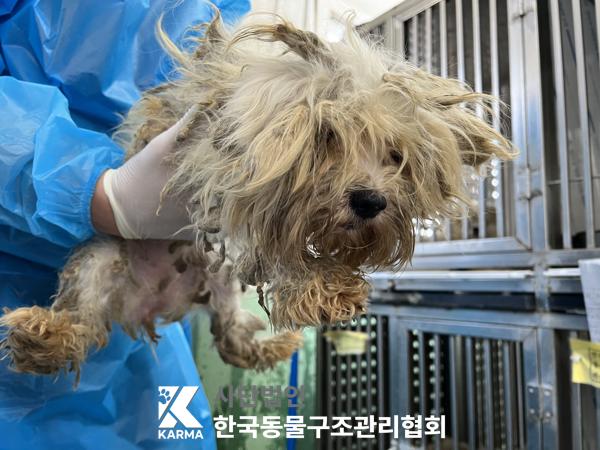 종료(입양) 믹스견…