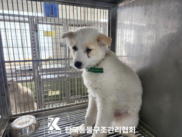 한국동물구조관리협회_411304202500182