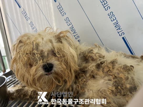 한국동물구조관리협회_411322202500134