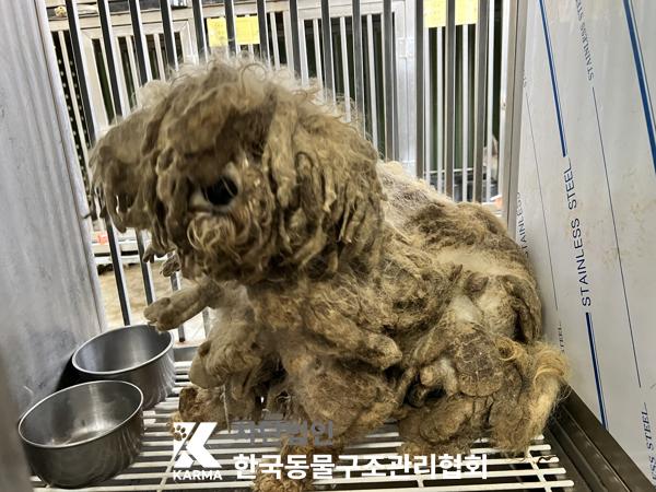 한국동물구조관리협회_411322202500137