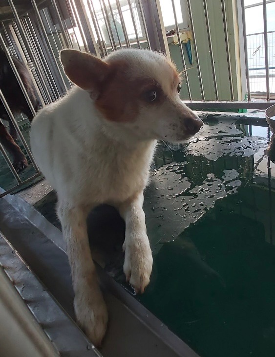 보령시유기동물보호소_444451202500357
