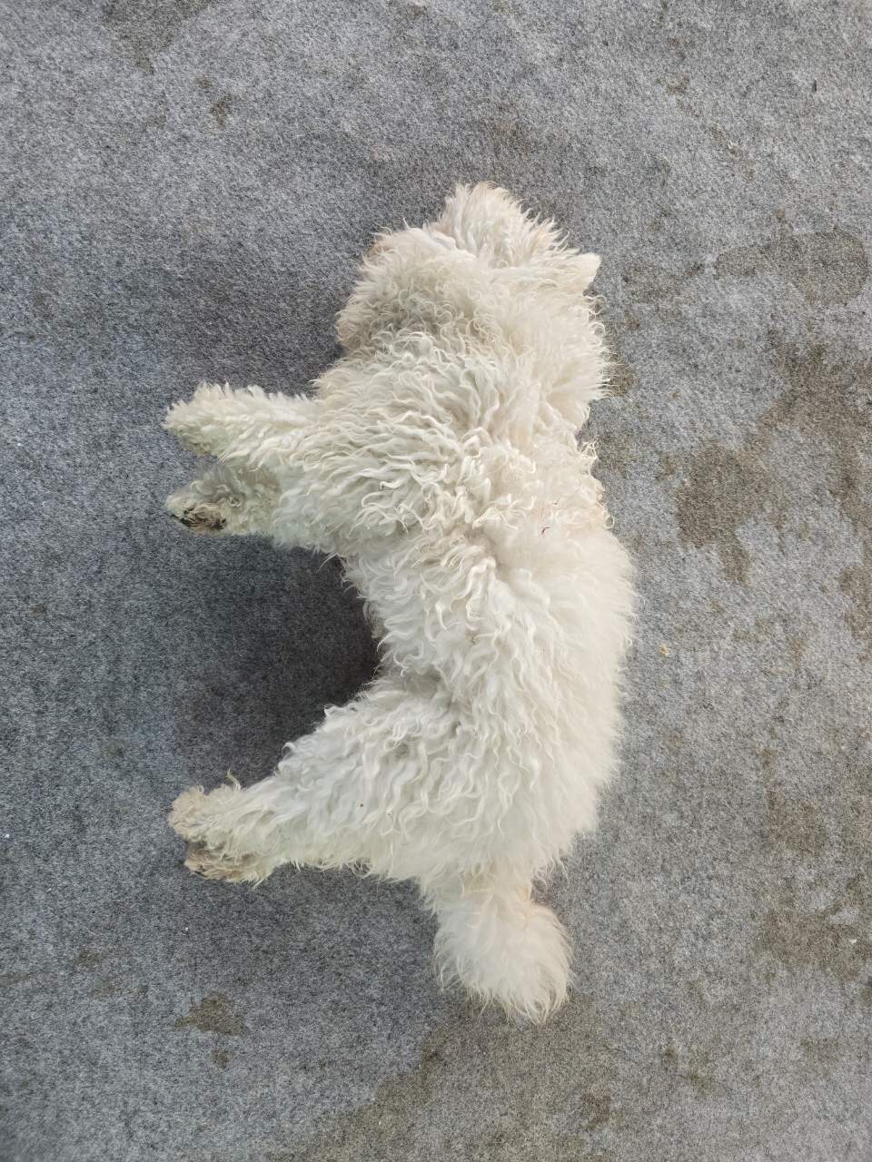 디디동물병원_428357202500385