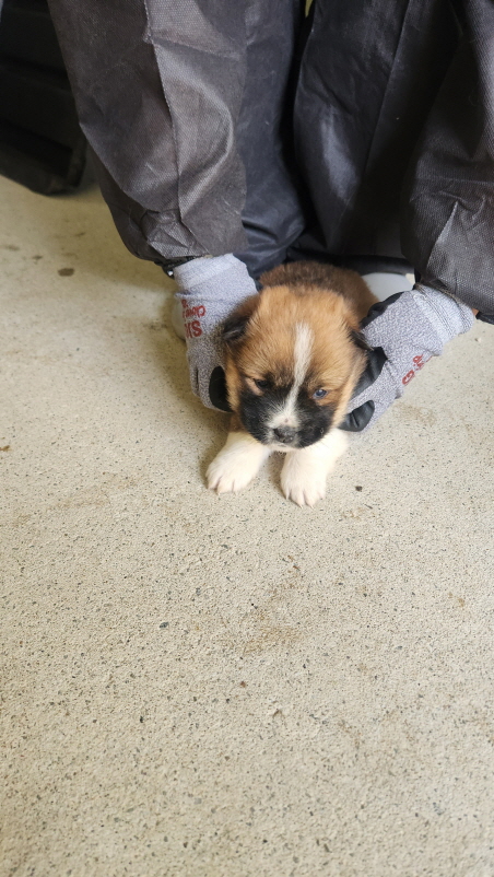 익산유기동물보호소_445468202500823
