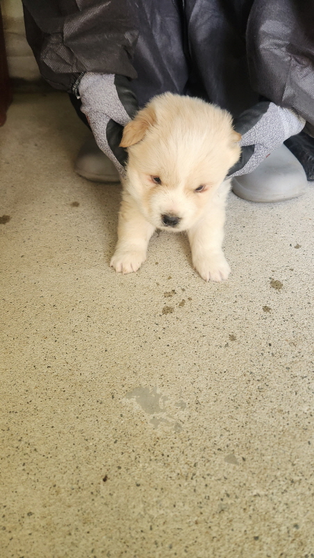 익산유기동물보호소_445468202500820