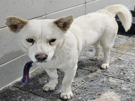 원주시동물보호센터_442419202500183