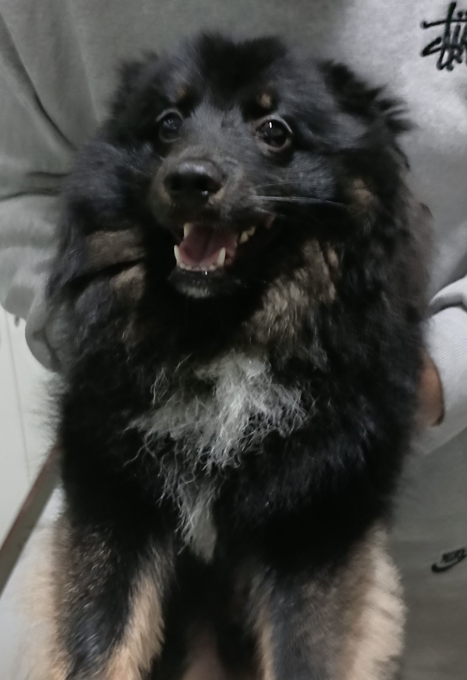 대구유기동물보호협회_427345202500203
