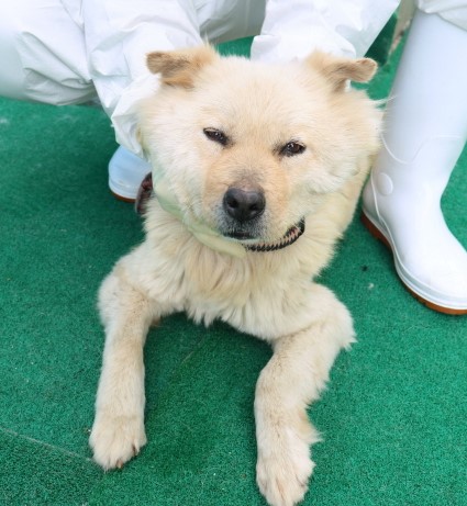 제주 동물보호센터_450650202500758