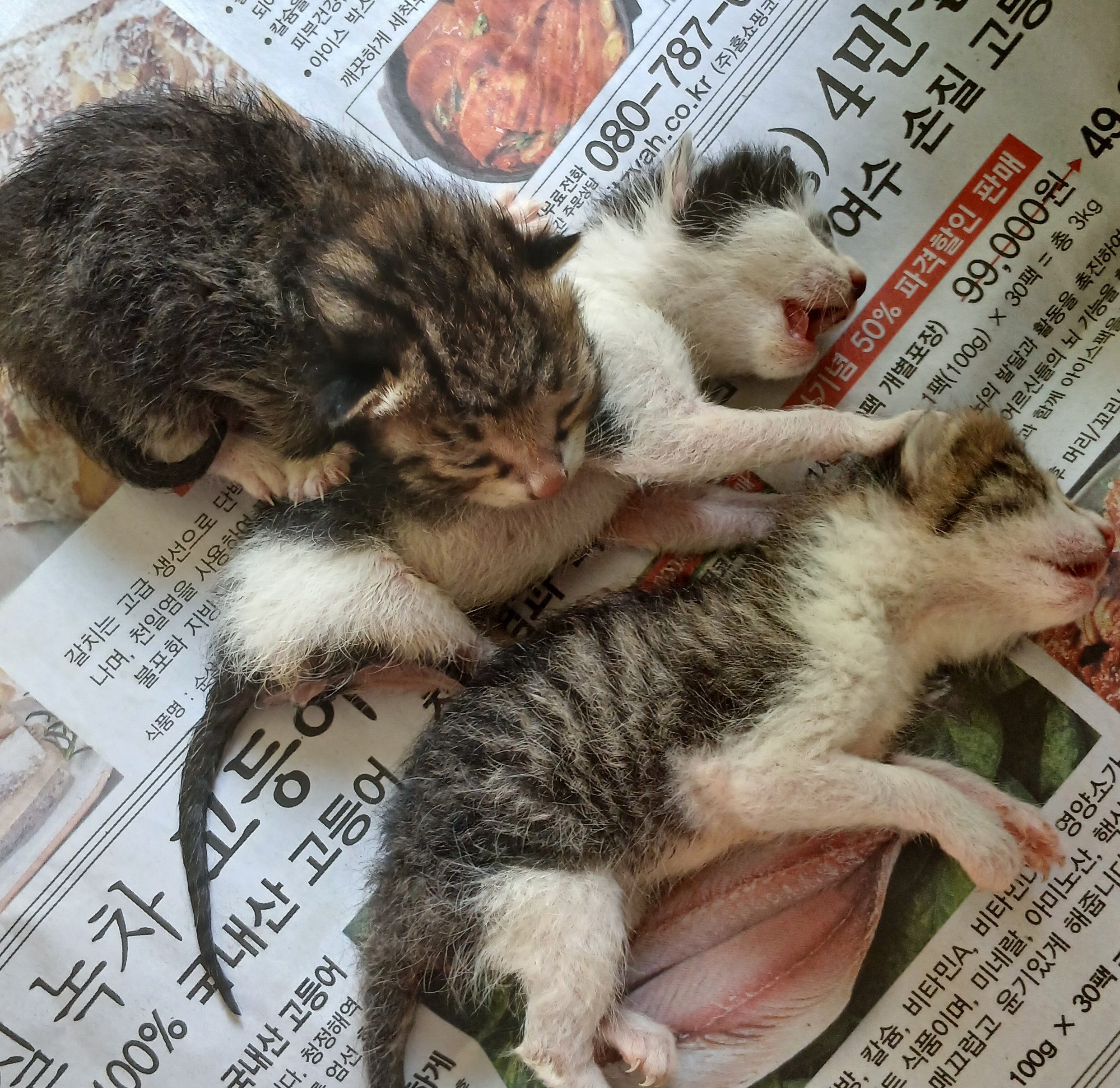 종료(자연사) 한국…
