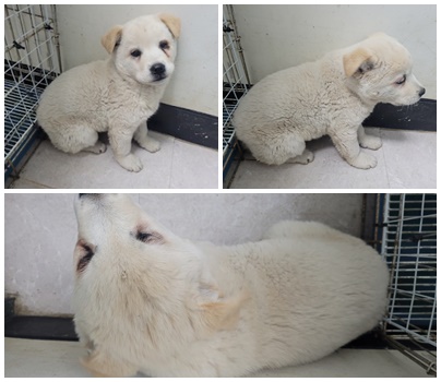논산시 동물보호센터_444454202500445