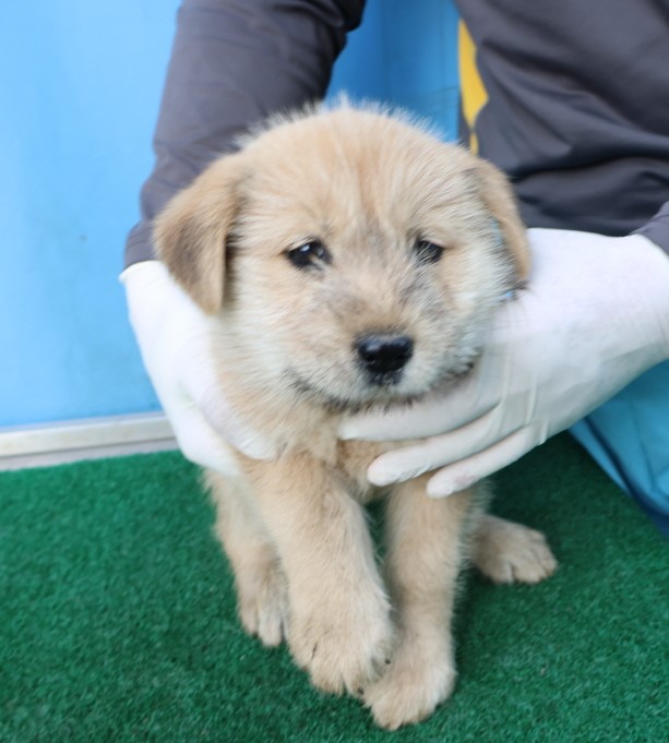 제주 동물보호센터_450650202500778