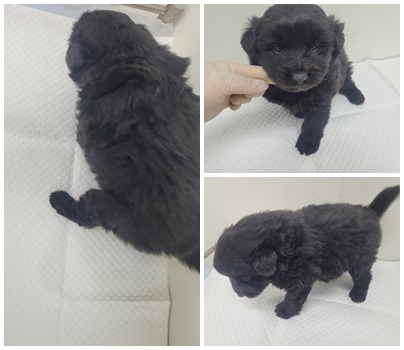 논산시 동물보호센터_444454202500450