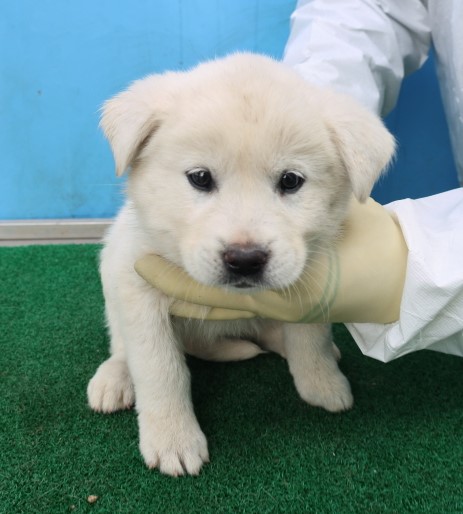 제주 동물보호센터_450650202500760