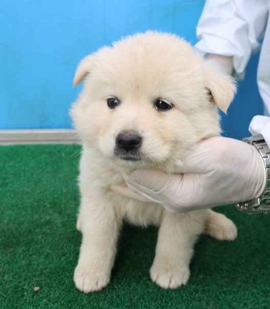 제주 동물보호센터_450650202500761