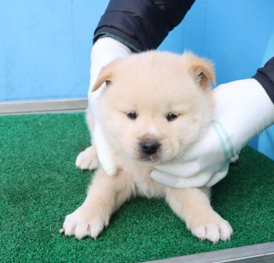 제주 동물보호센터_450650202500769