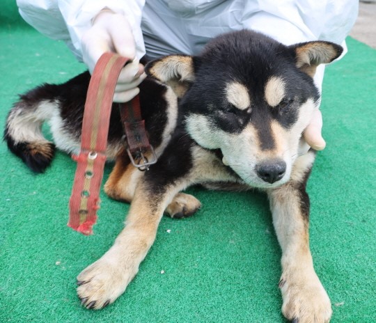 제주 동물보호센터_450650202500773