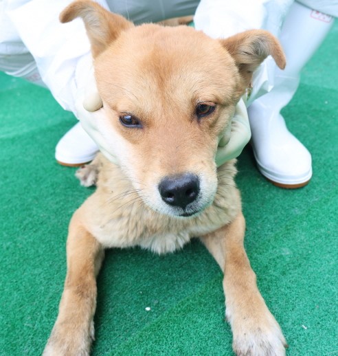 제주 동물보호센터_450650202500767