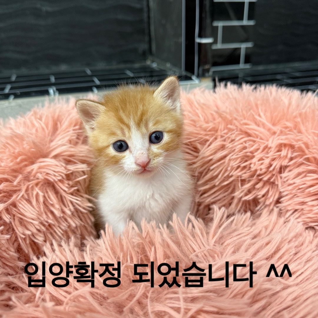 멘토동물병원_427346202500253