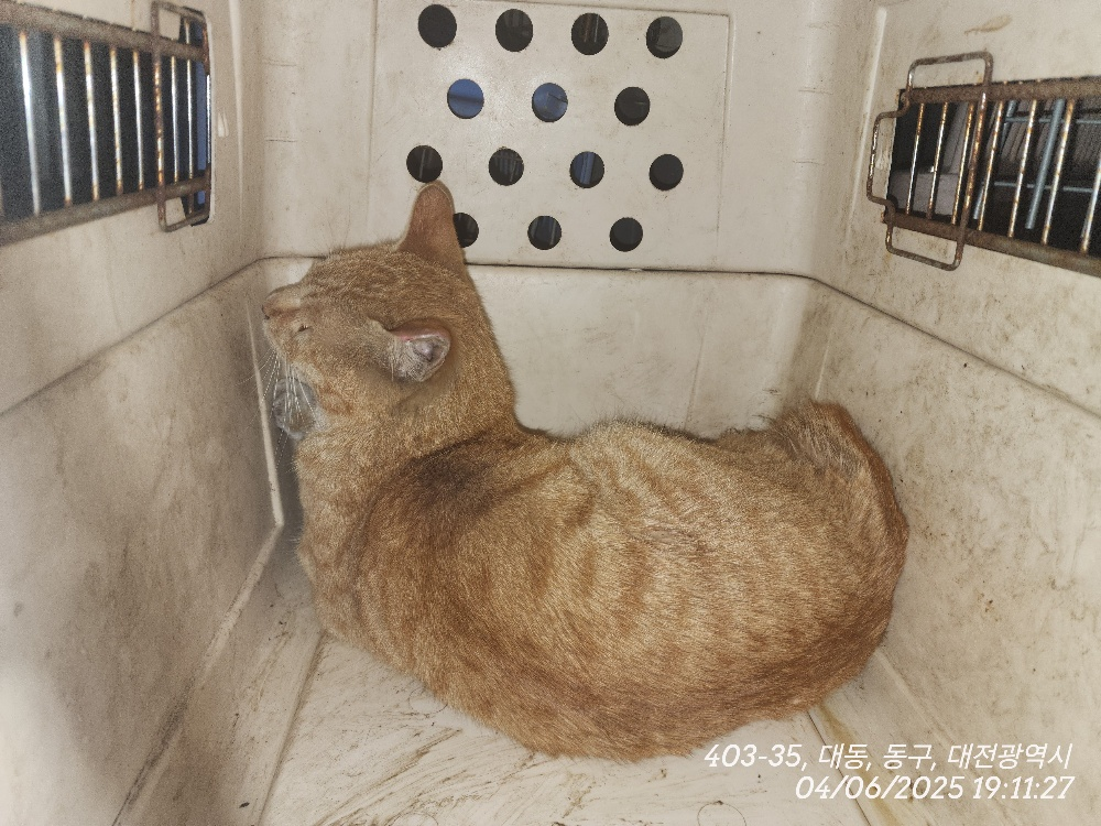 대전동물보호센터_430364202500073