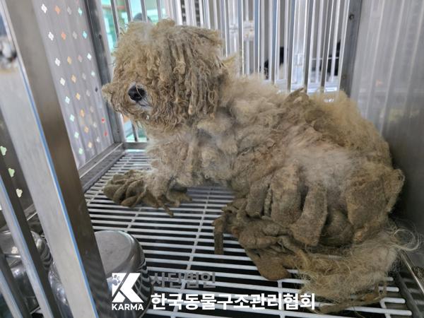 종료(기증) 말티즈…
