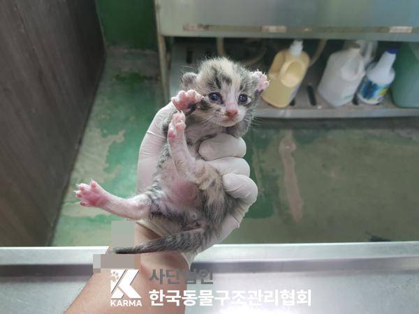 한국동물구조관리협회_441409202500470