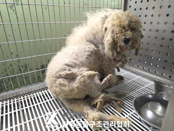 한국동물구조관리협회_411322202500151