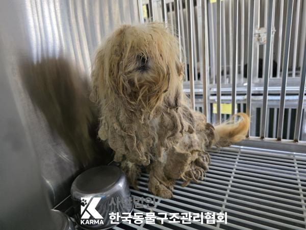 종료(기증) 말티즈…