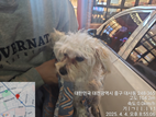 대전동물보호센터_430365202500090