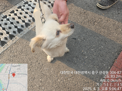 종료(반환) 믹스견…