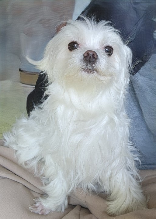 제주 동물보호센터_450650202500783