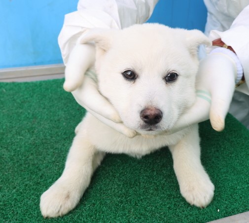 제주 동물보호센터_450650202500787