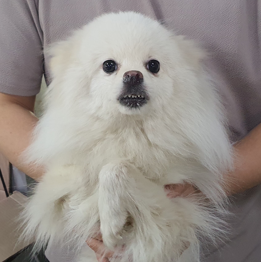 인천광역시수의사회_428353202500255