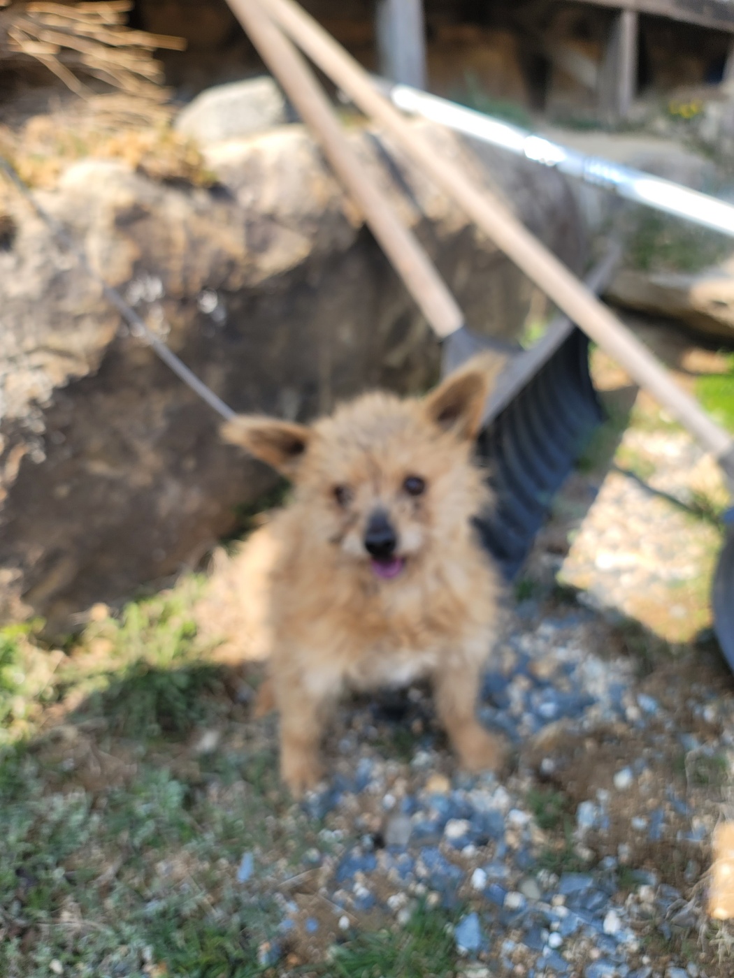 괴산증평동물보호센터_443446202500066