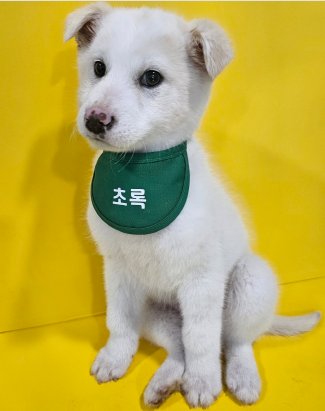 삼척시동물보호센터_442424202500025