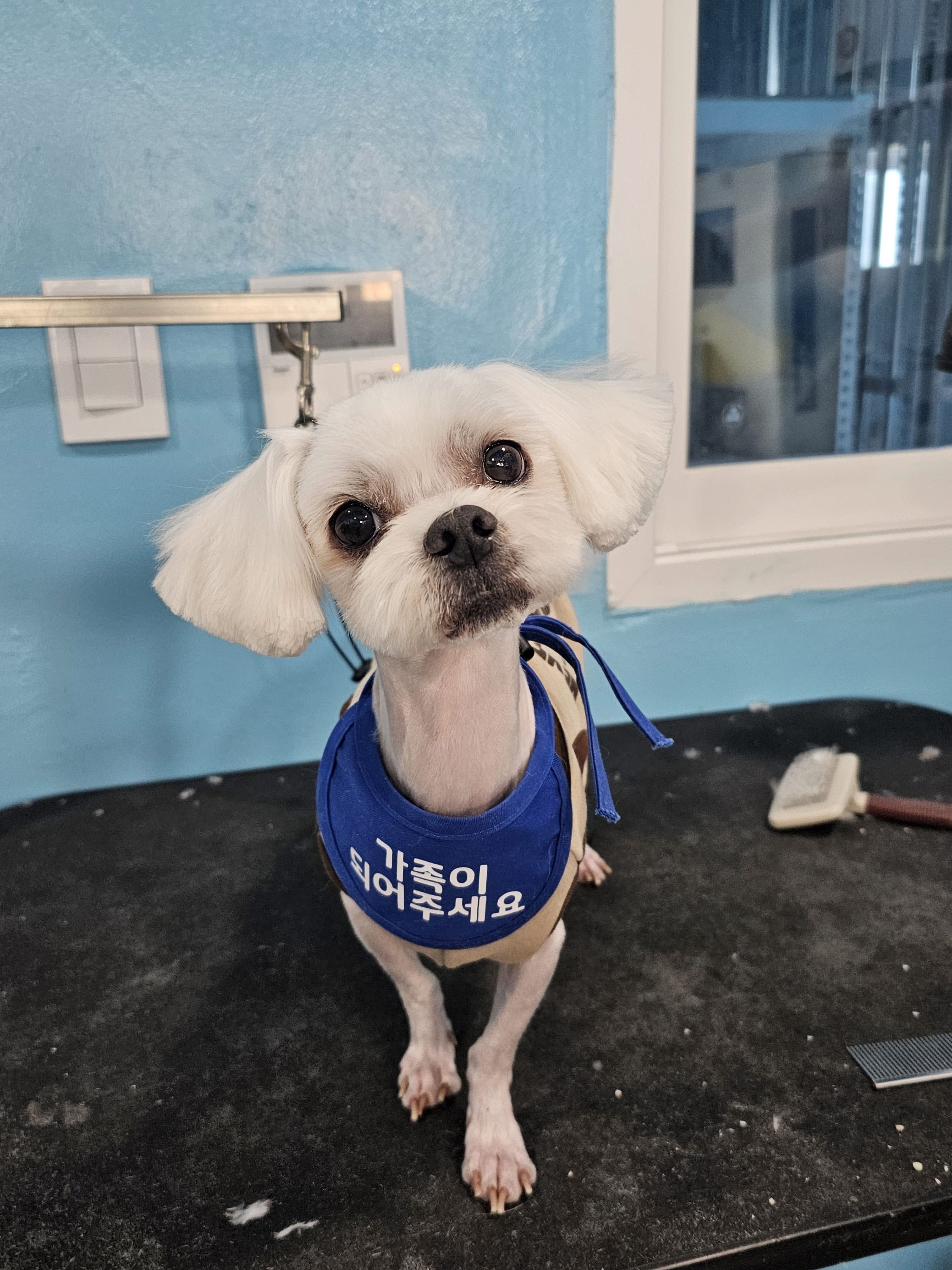 삼척시동물보호센터_442424202500105