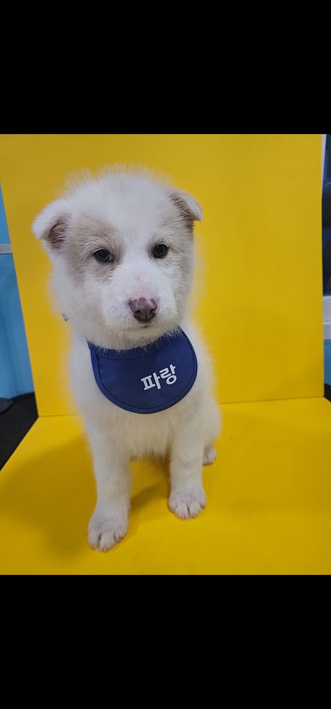 삼척시동물보호센터_442424202500026