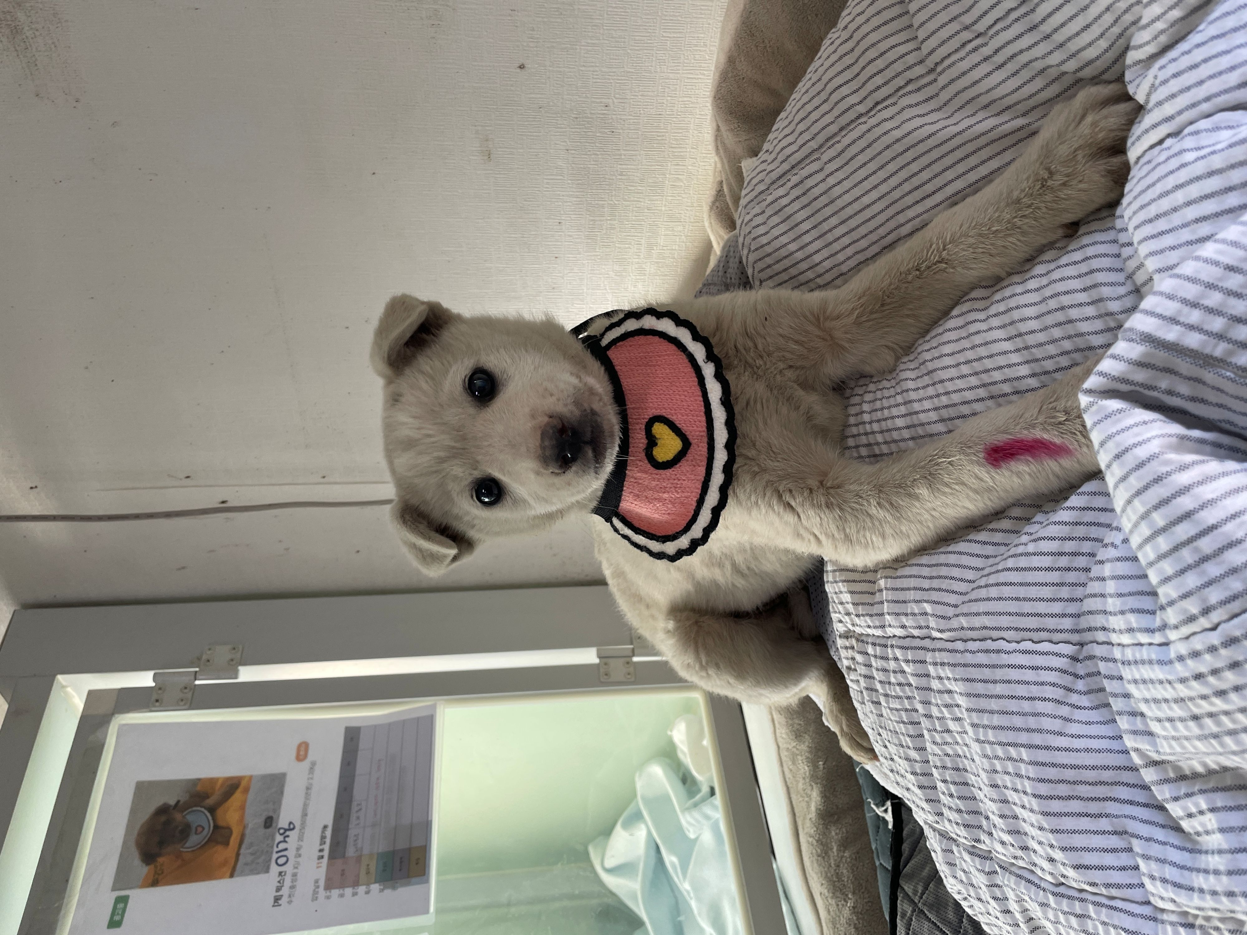 밀양시 동물보호센터_448536202500280