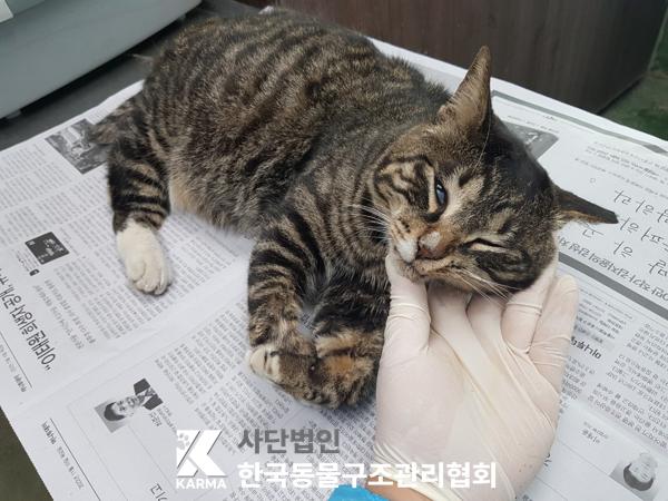 한국동물구조관리협회_411315202500228