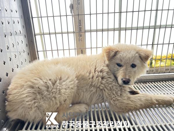 한국동물구조관리협회_441409202500473