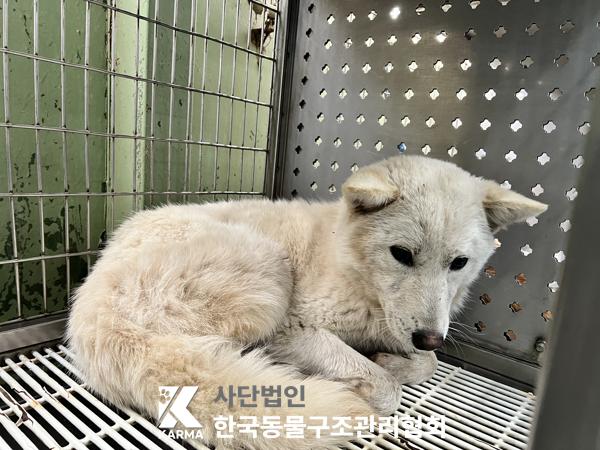 한국동물구조관리협회_441409202500474