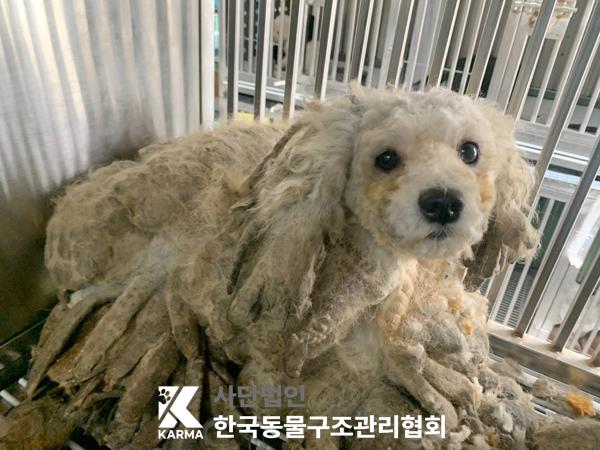 한국동물구조관리협회_411322202500155