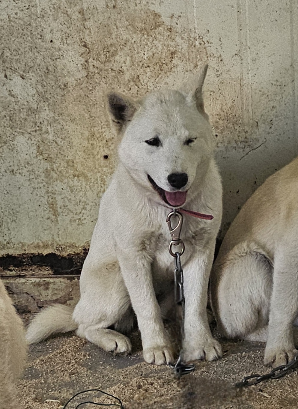 울산유기동물보호센터_431373202500399