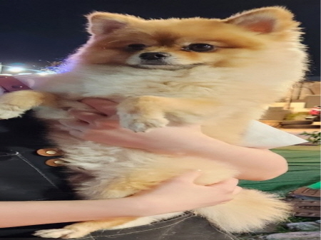 원주시동물보호센터_442419202500187
