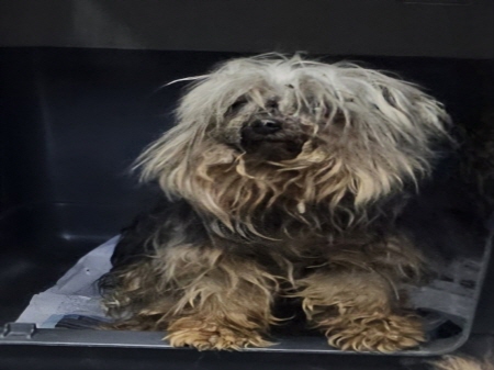 원주시동물보호센터_442419202500186
