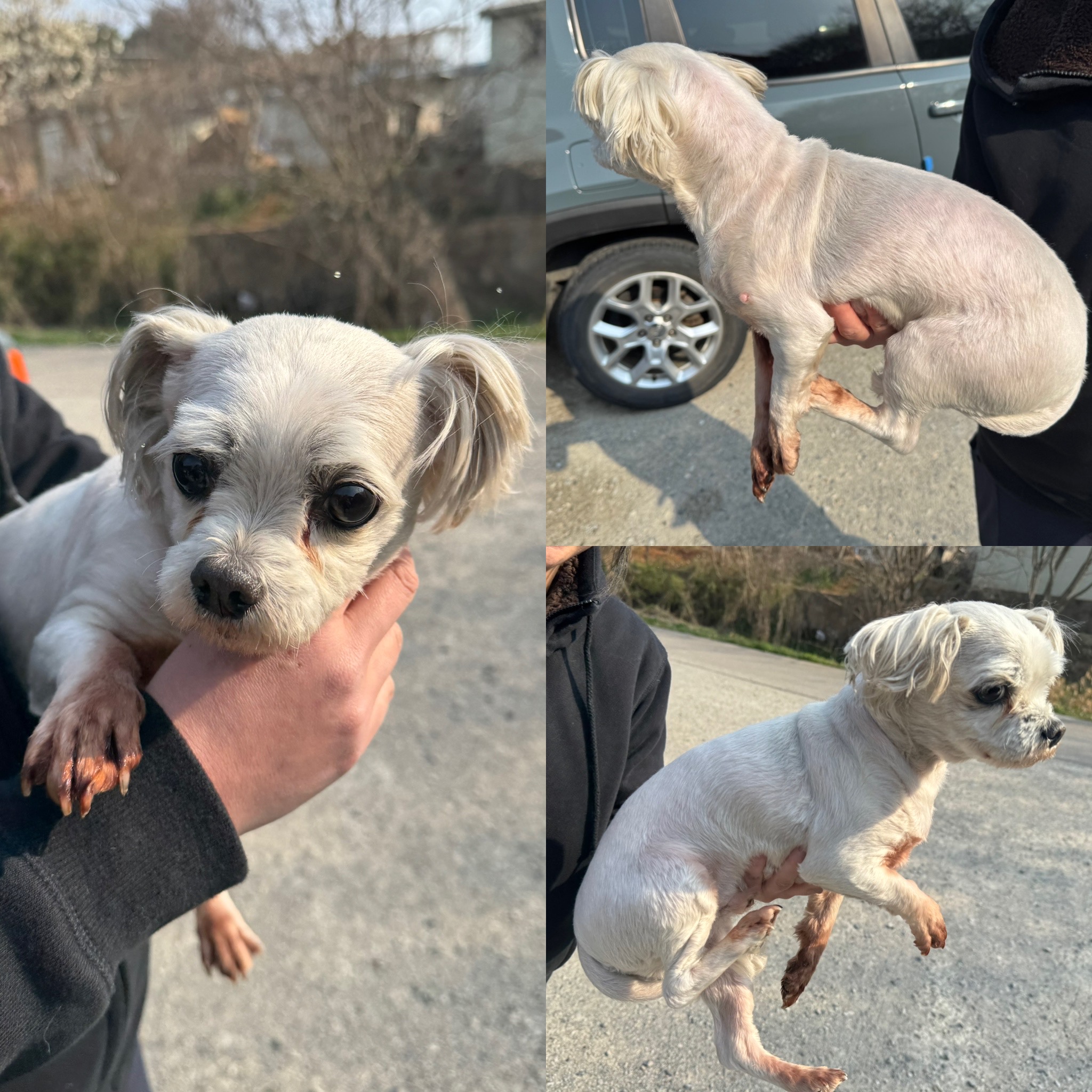 당진시동물보호소_444568202500174