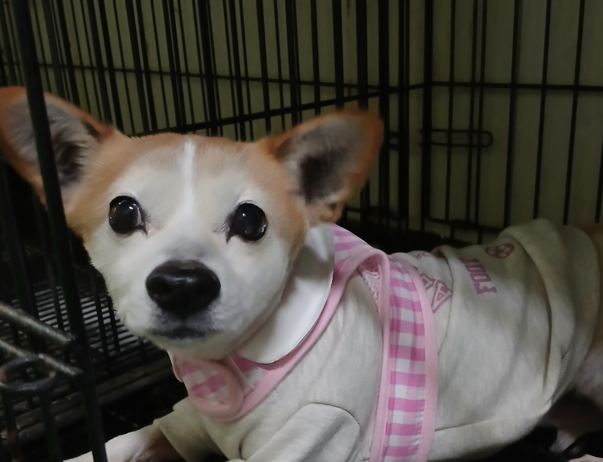 대구유기동물보호협회_427347202500239