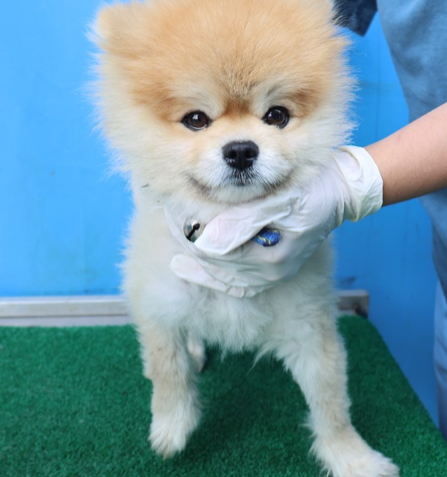 제주 동물보호센터_450650202500796