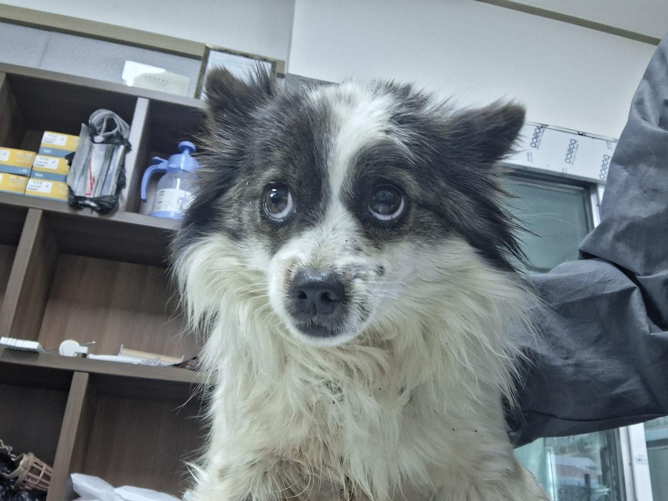남부여동물보호소_444457202500266